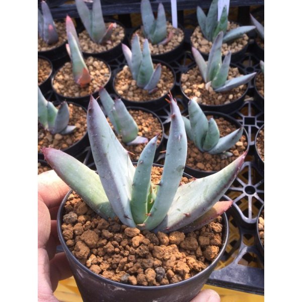 画像1: Aloe petricola (1)