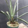 画像1: Yucca torreyi (1)