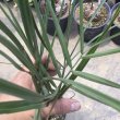 画像1: Butia odorata (1)