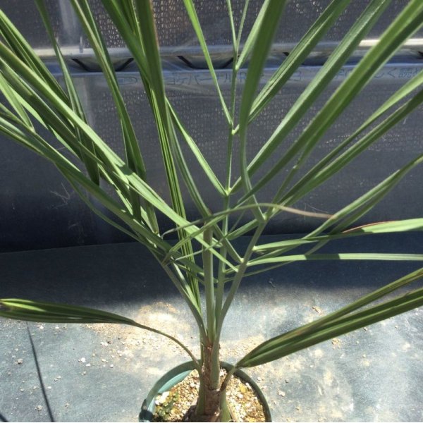 画像2: Butia odorata (2)