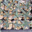 画像1: Agave utahensis subsp. kaibabensis (1)