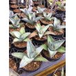 画像1: Agave titanota 'Blue' (1)