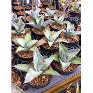 画像: Agave titanota 'Blue'