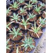 画像1: Agave filifera - v. schidigera (1)