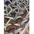 画像1: Agave xylonacantha 'Blue' (1)