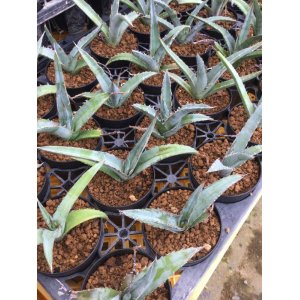 画像: Agave xylonacantha 'Blue'