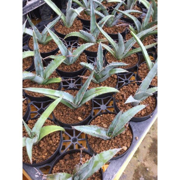 画像1: Agave xylonacantha 'Blue' (1)