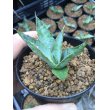 画像2: Agave univittata (2)