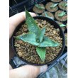 画像3: Agave univittata (3)