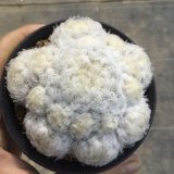 画像: Mammillaria  plumosa   ( 白星 )