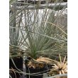 画像1: Yucca  elata (1)