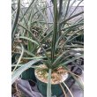 画像1: Yucca  filifera (1)