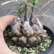 画像1: Dioscorea elephantipes  - v. montana　(アフリカ亀甲竜　v. モンタナ) (1)