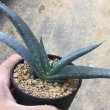 画像1: Aloe suprafoliata (1)