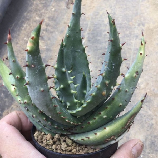 画像4: Aloe aculeata v. crousiana (4)