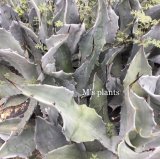 画像: Agave shrevei subsp. magna