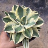 画像: Agave potatorum  'スーパークラウン‘