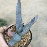 画像: Aloe  reitzii