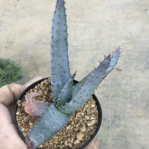 画像: Aloe  reitzii