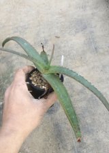 画像: Aloe vanbalenii