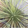 画像1: Yucca  thompsoniana (1)