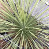 画像: Yucca  thompsoniana