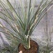 画像2: Yucca   brevifolia ‘ブルー’実生 (2)