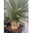 画像6: Yucca rostrata (6)