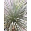 画像1: Yucca rostrata (1)