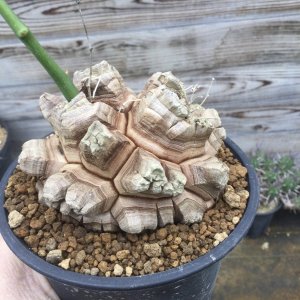 画像: Dioscorea elephantipes    ( アフリカ亀甲竜　)