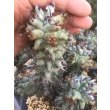 画像1: ユーフォルビア　ホリダ　モンスト　- 大型タイプ　- (1)