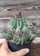 画像: ユーフォルビア　ホリダ　(ホリダ錦の系統、斑なし)