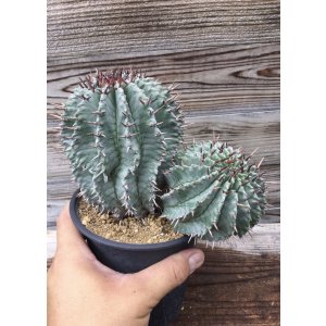 画像: ユーフォルビア　ホリダ　(ホリダ錦の系統、斑なし)