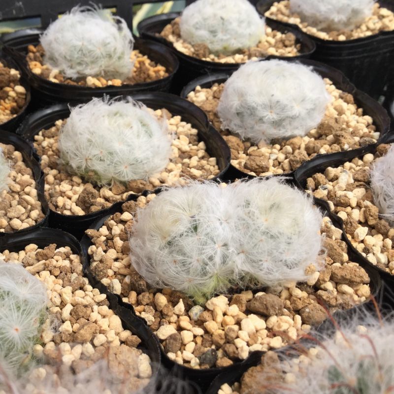 画像: Mammillaria  plumosa   ( 白星 )