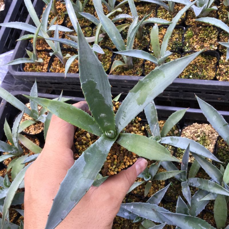 画像: Agave durangensis