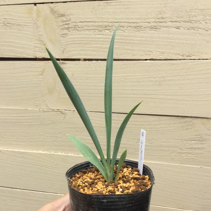 画像: Yucca  filifera