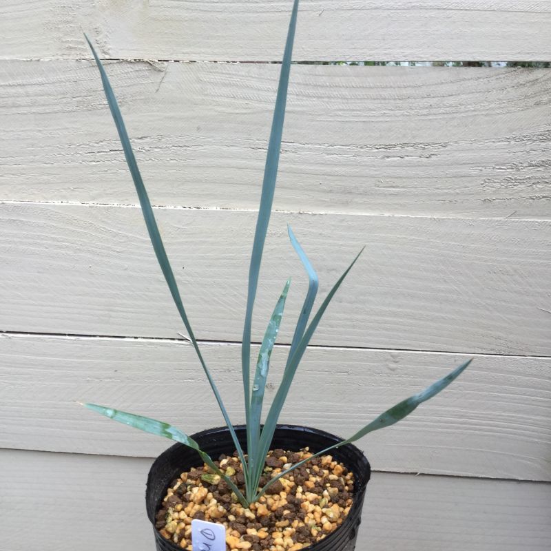 Yucca thompsoniana - M's plants