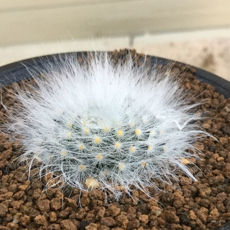 画像: Mammillaria  guelzowiana  ' 月晃殿 '