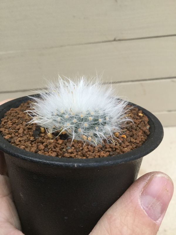 画像: Mammillaria  guelzowiana  '  麗晃殿 '