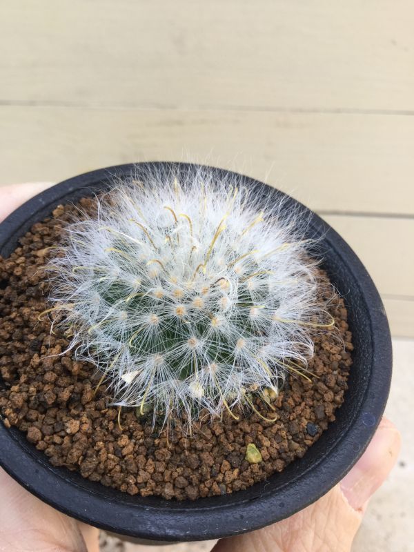 画像: Mammillaria  guelzowiana  ' 薫晃殿 '