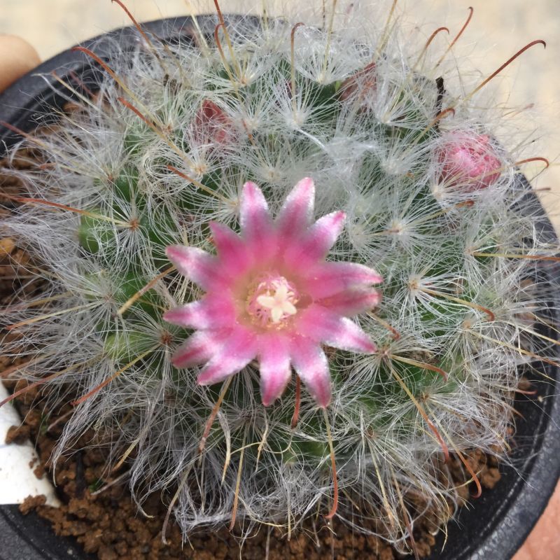 画像1: Mammillaria  bocasana 'roseiflora'   ( 赤花高砂 ) (1)