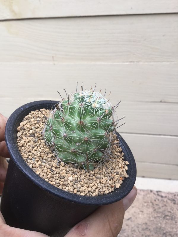 画像: Mammillaria  boolii