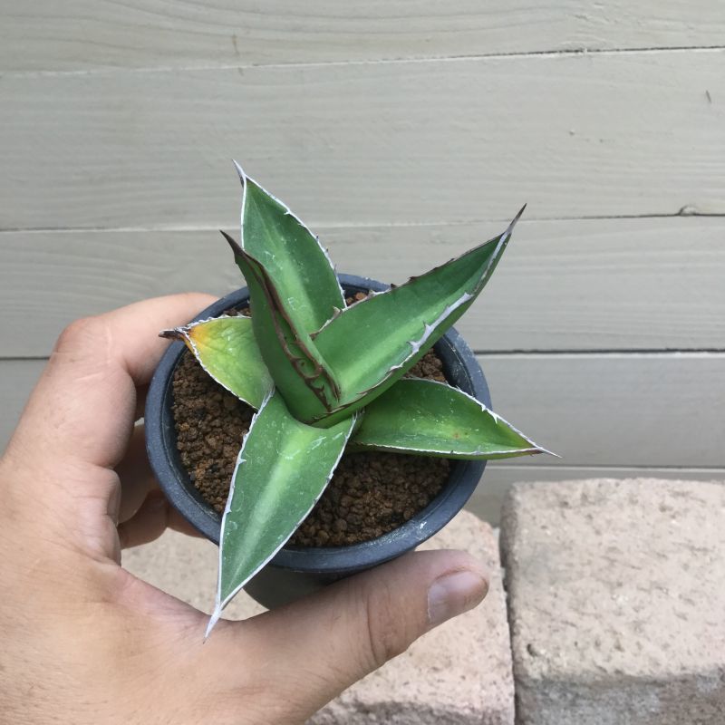 画像: Agave kerchovei