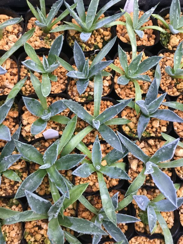 画像: Agave gentryi 'La Escondida'