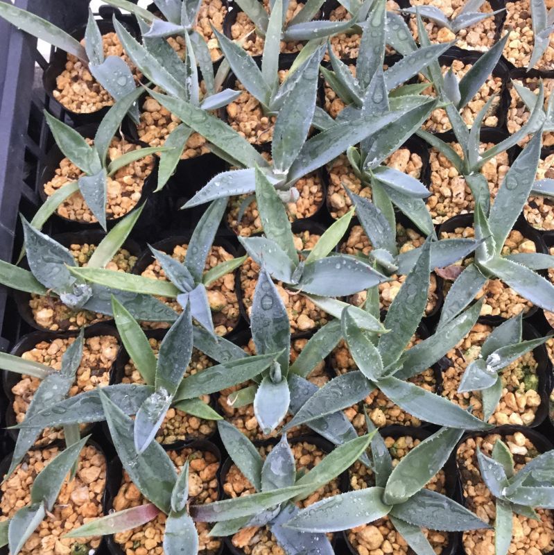 画像: Agave applanata