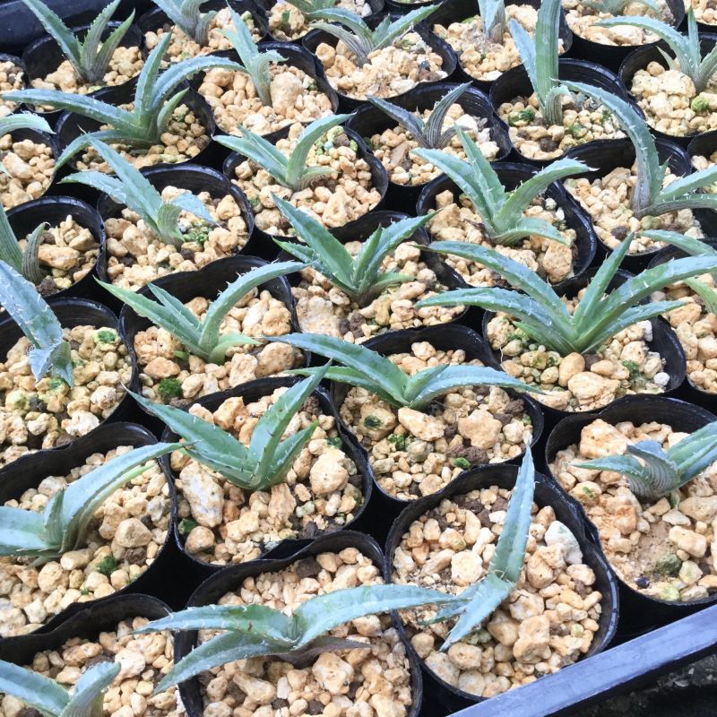 画像: Agave xylonacantha 'Blue'