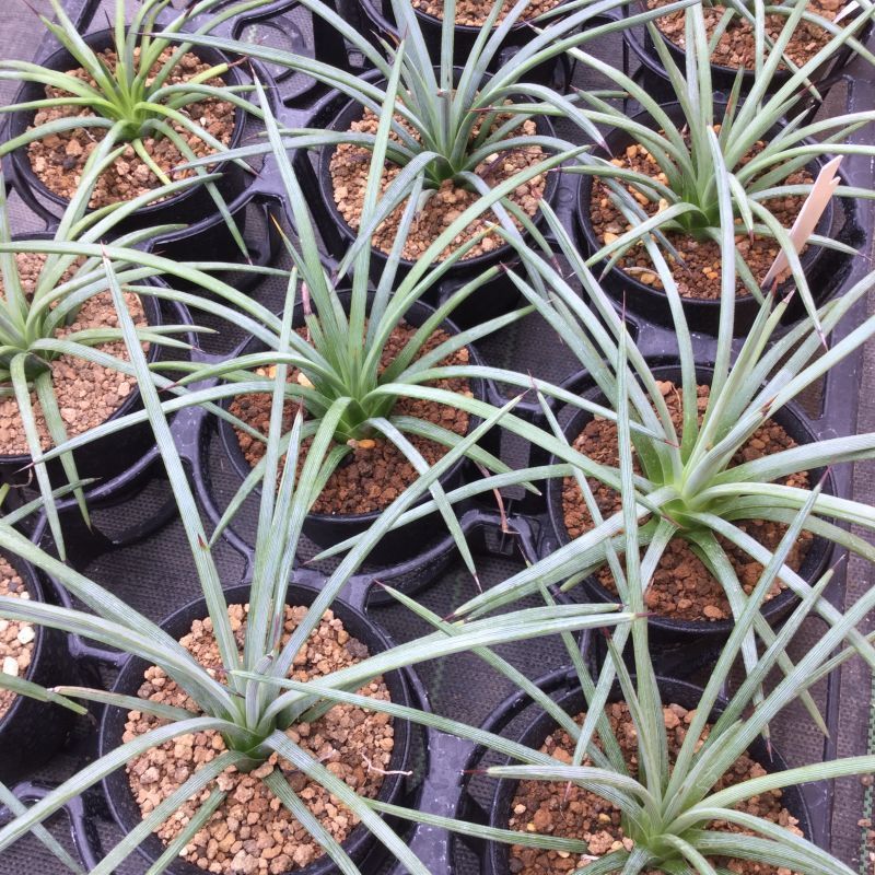 画像: Agave stricta - v . echinus