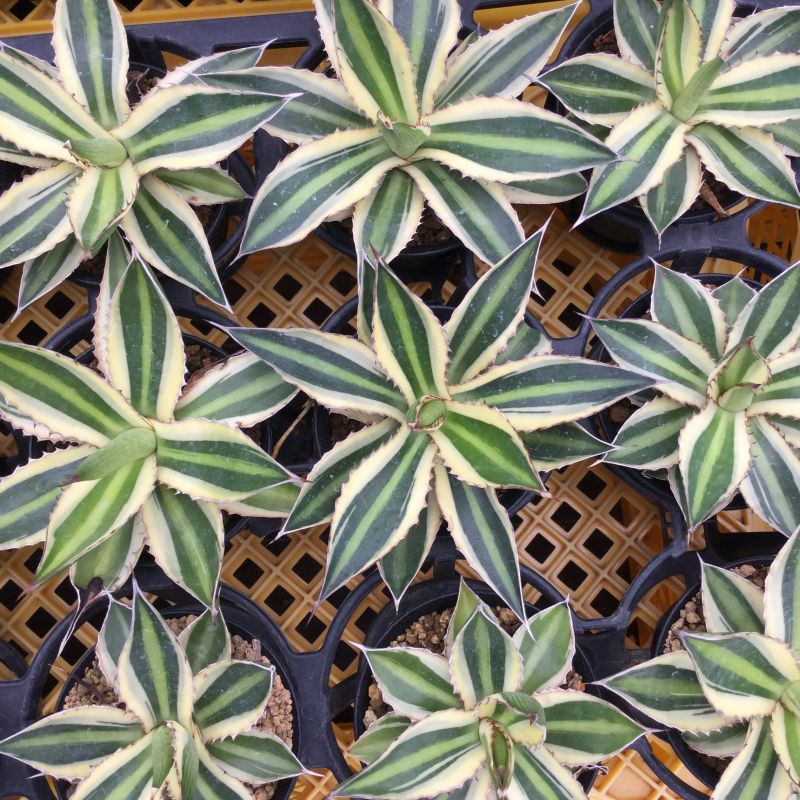 画像: Agave  lophantha  ' 五色万代 '