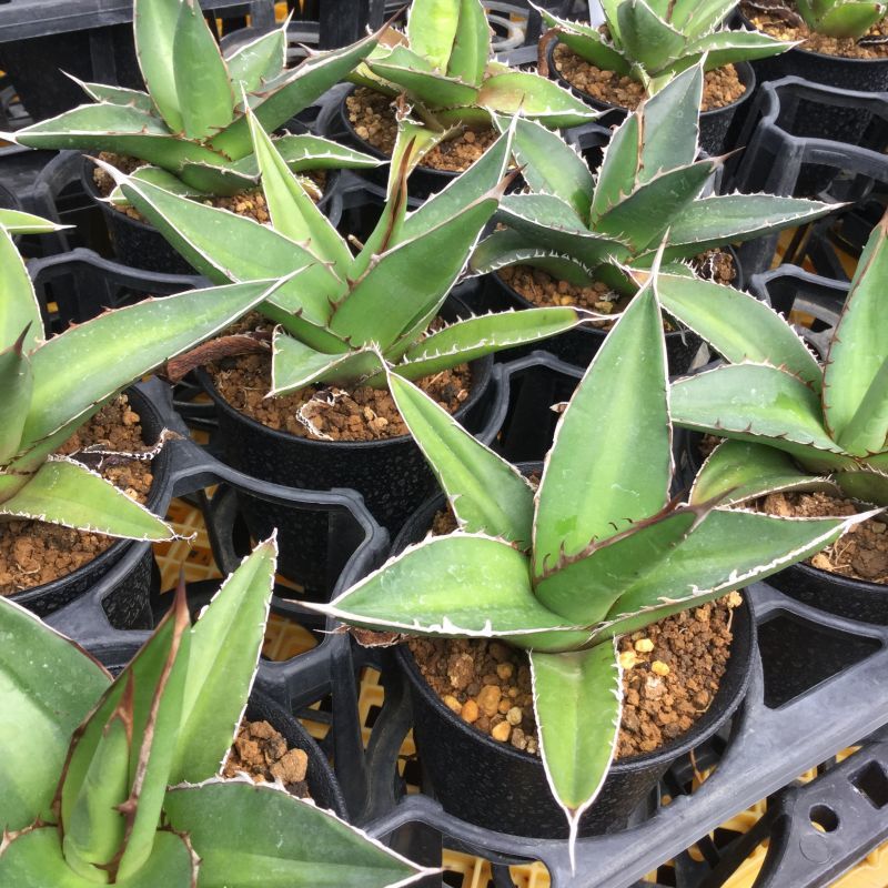 画像: Agave kerchovei