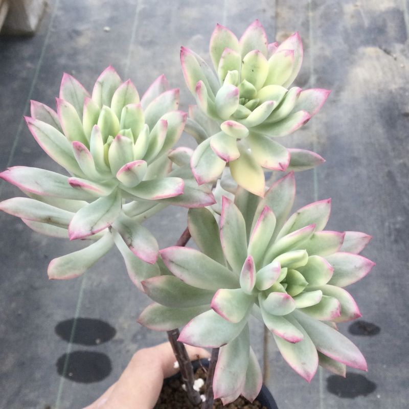 美斑❣️ミニベル錦❣️カット苗 1本 エケベリア 植物 | red-village.com